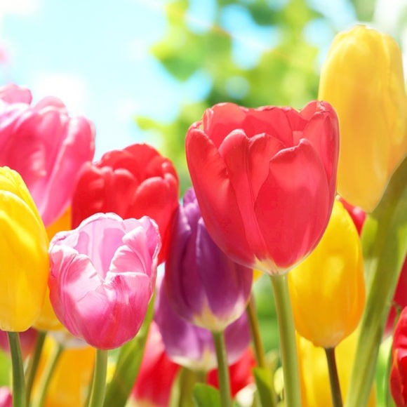 Meet your Posher, Amanda - Picture 1 of 1